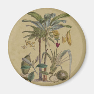 Palm Antique Tropical Fruit Botanical Art Magnet