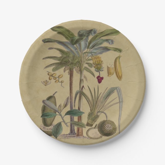 Palm Antique Tropical Fruit Botanical Art Paper Plate (Front)