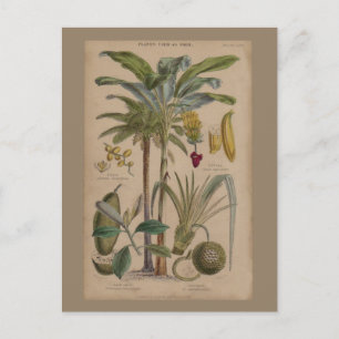 Palm Antique Tropical Fruit Botanical Art Postcard