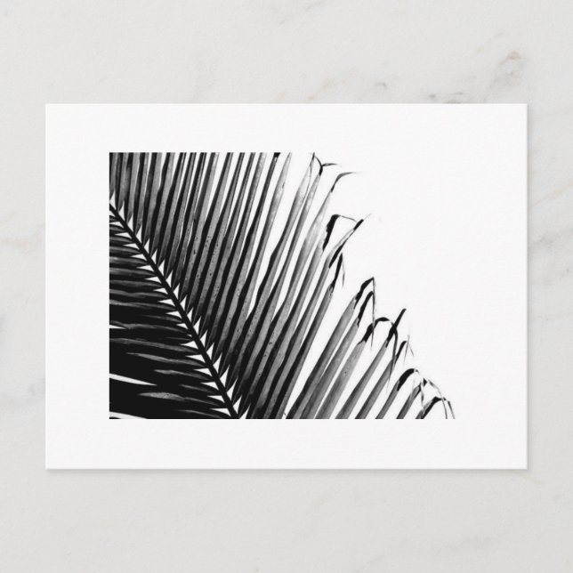 Palm, Black and White Postcard (Front)