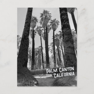 Palm Canyon California in Black and White Postcard