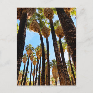 Palm Canyon California Postcard