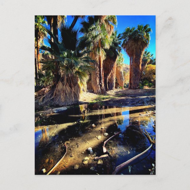 Palm Canyon California Postcard (Front)