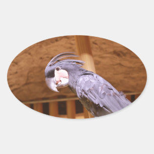 Palm Cockatoo Oval Sticker
