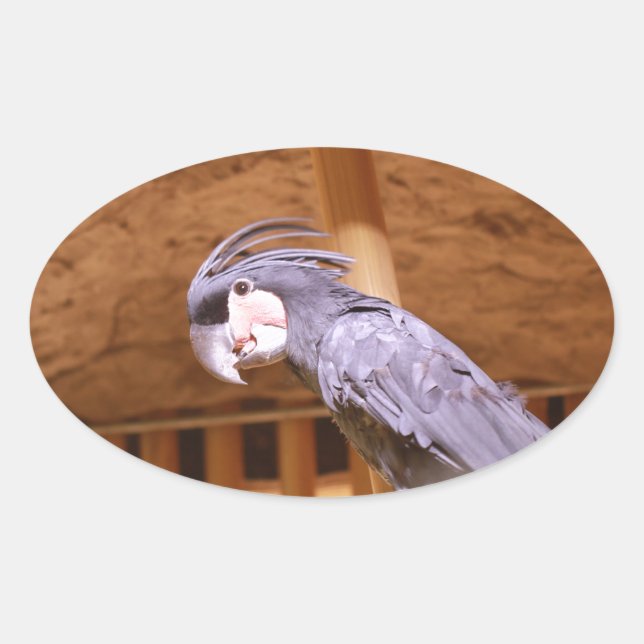 Palm Cockatoo Oval Sticker (Front)