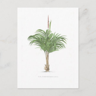Palm drawings Collection Postcard