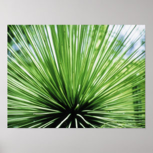 Palm frond, close up poster