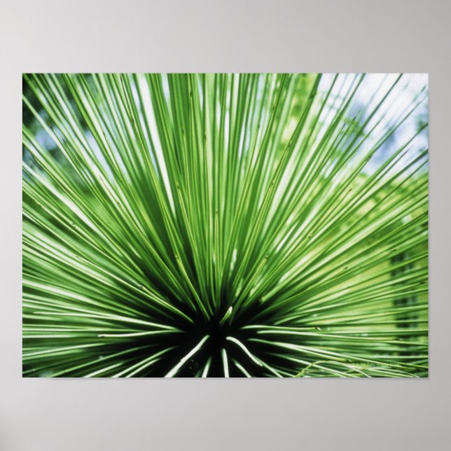 Palm frond, close up poster (Front)