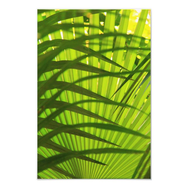Palm Frond Layers, Landscape Pattern Abstract Photo Print (Front)