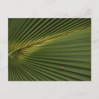 Palm Frond Postcard