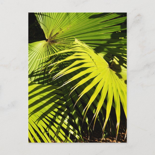 Palm fronds postcard (Front)