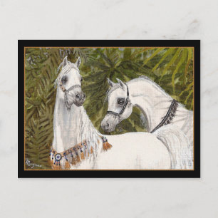 Palm Grove Arabian horse postcard