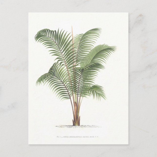 Palm illustration Collection I Postcard (Front)