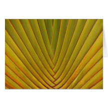 Palm Leaf