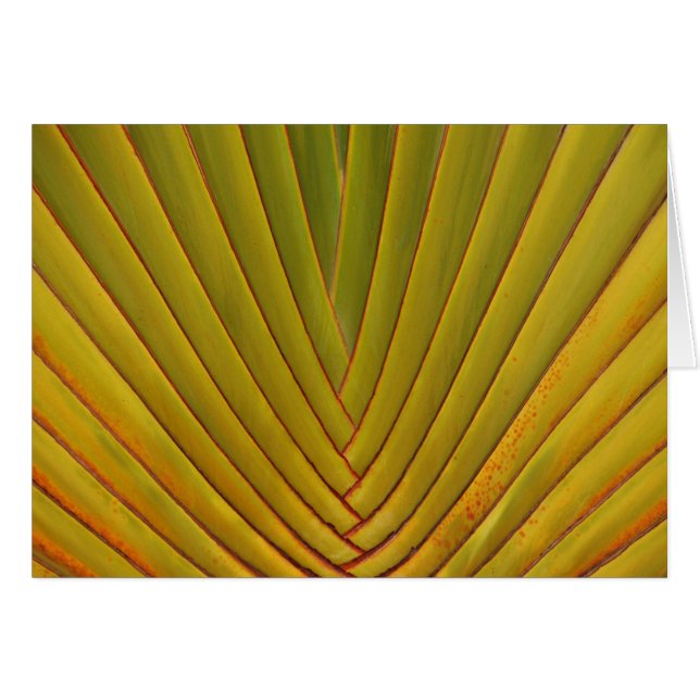 Palm Leaf (Front Horizontal)