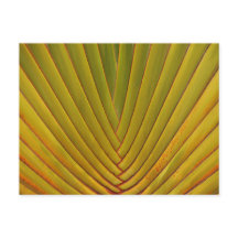 Palm Leaf