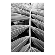 palm leaf
