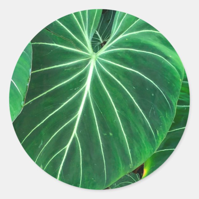 Palm Leaf tropical foliage jungle foliage  Classic Round Sticker (Front)