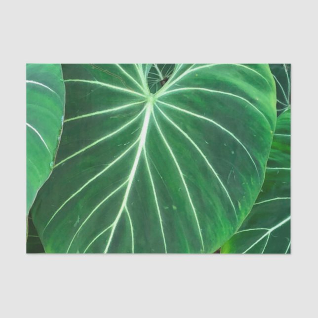 Palm Leaf, tropical foliage, jungle rainforest  Tissue Paper (Front)