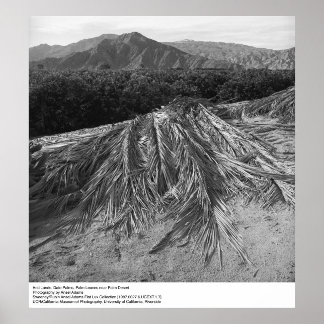 Palm Leaves near Palm Desert by Ansel Adams Poster (Front)