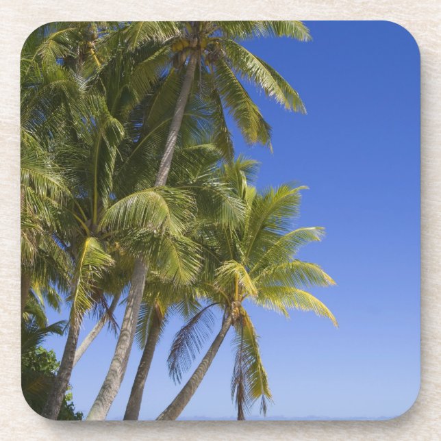 Palm lined beach Cook Islands 3 Coaster (Front)