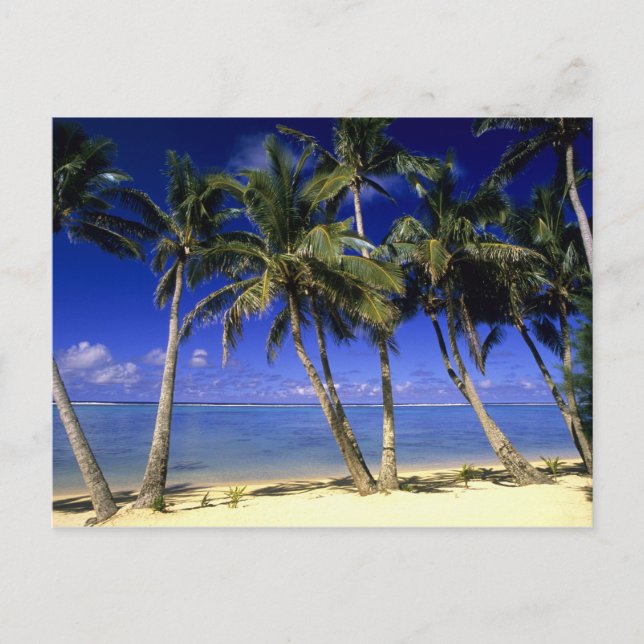 Palm lined beach Cook Islands 4 Postcard (Front)