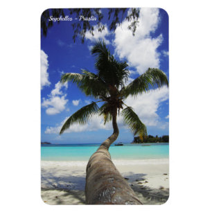 Palm on Seychelles island, Praslin Magnet