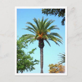 Palm Postcard