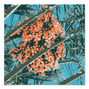 Palm Springs 6 Colour Palm Berries 6A Photo Print