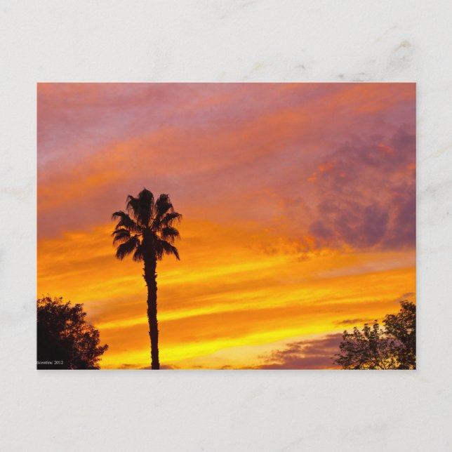 Palm Springs Sunset Postcard (Front)