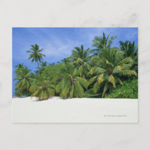Palm Tree 3 Postcard