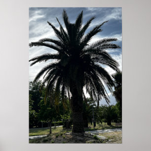 Palm tree against a blue sky poster