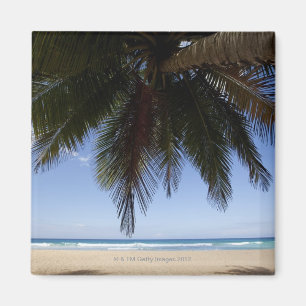 Palm tree along Caribbean Sea. Magnet