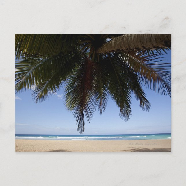 Palm tree along Caribbean Sea. Postcard (Front)