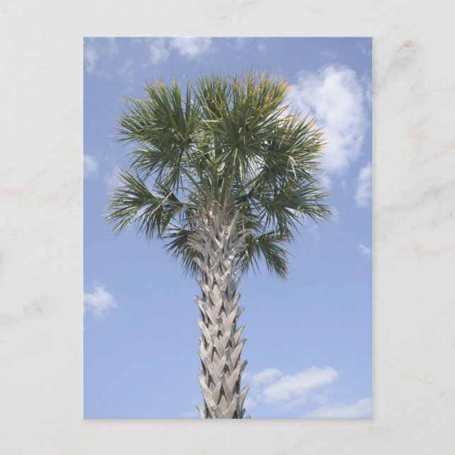 Palm Tree Anywhere USA Postcard (Front)