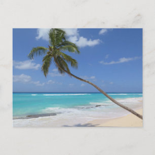 Palm tree Barbados Holiday Postcard