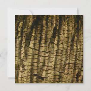 Palm Tree Bark