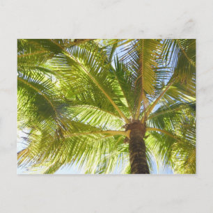 Palm Tree Beach Postcard