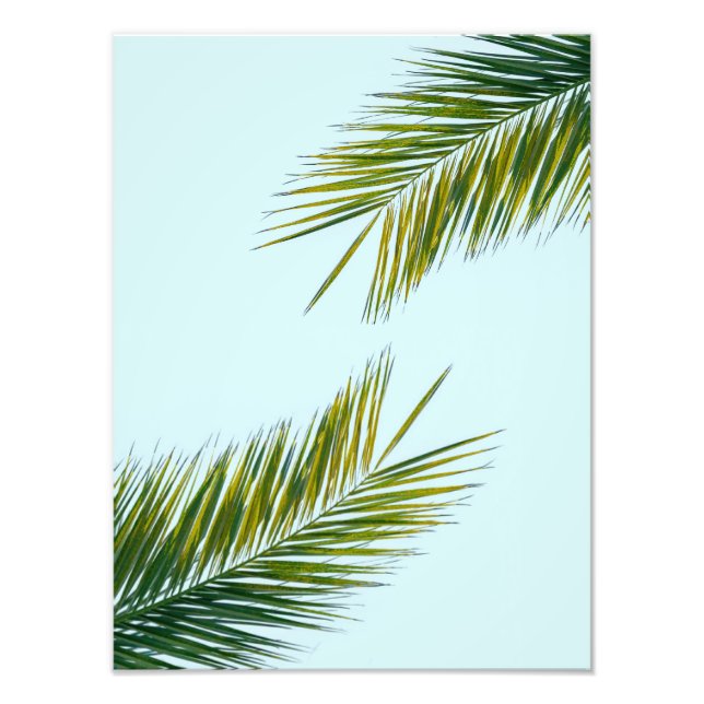 Palm tree branch photo print (Front)