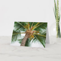 Palm Tree from Down Below