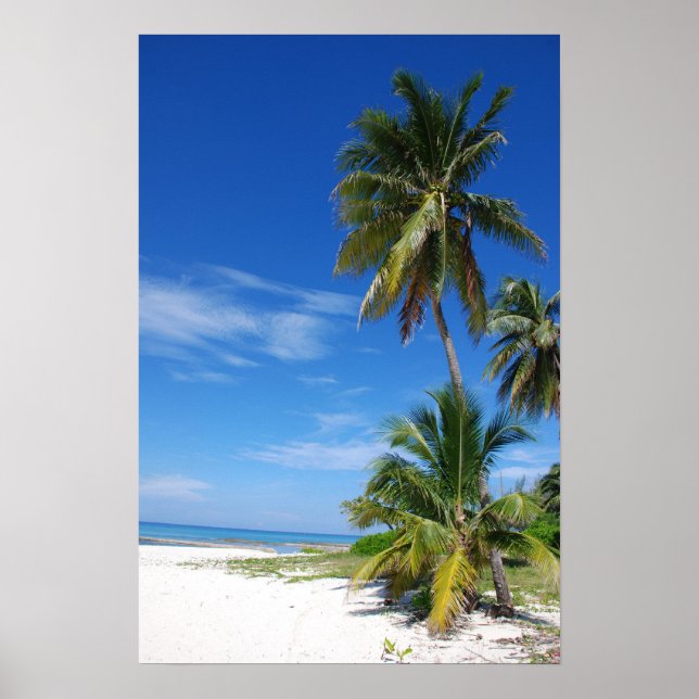 Palm tree, Grand Cayman, Canvas print (Front)