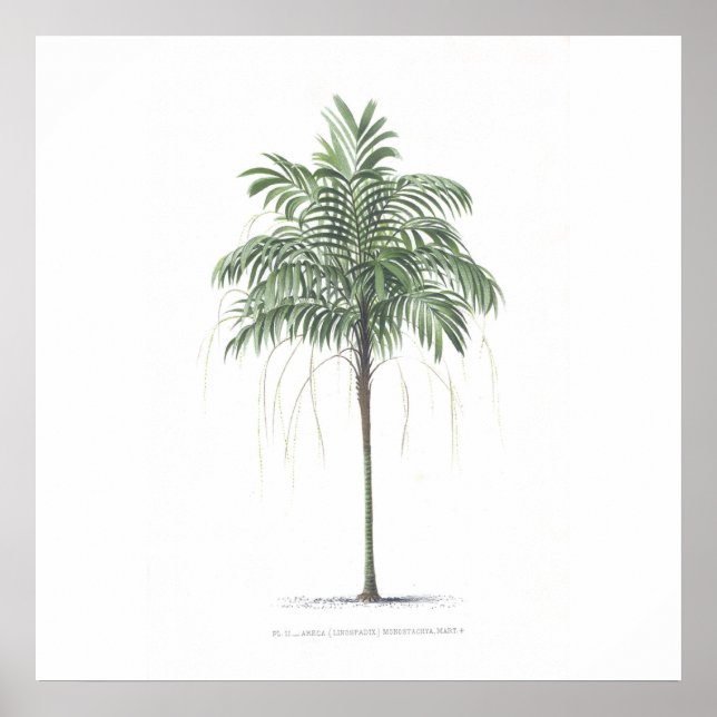 Palm tree illustration Collection Poster (Front)