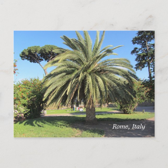 Palm Tree in Rome, Italy Postcard (Front)