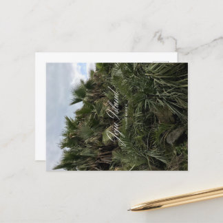 Palm Tree - Jeju - Jeju Island - South Korea Holiday Postcard