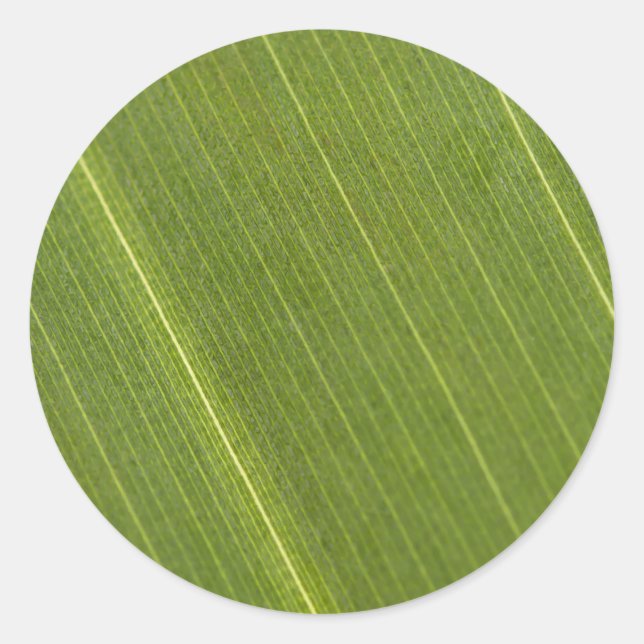 Palm Tree Leaf Classic Round Sticker (Front)