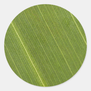 Palm Tree Leaf Classic Round Sticker