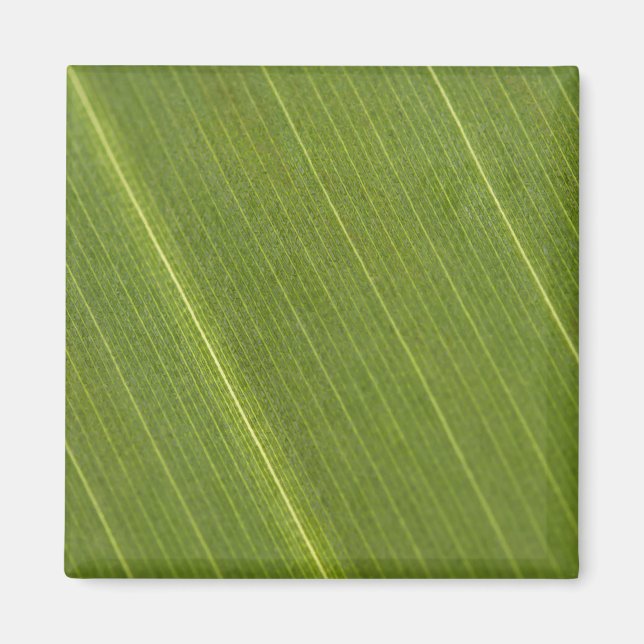 Palm Tree Leaf Magnet (Front)
