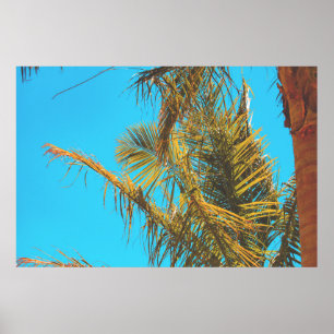 Palm Tree Leaves Turquoise Sky  Poster