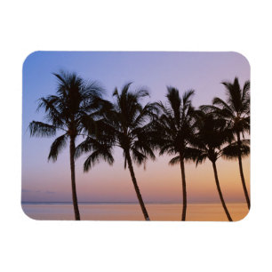 Palm tree, morning magnet
