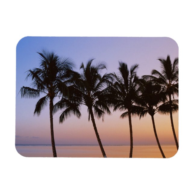Palm tree, morning magnet (Horizontal)